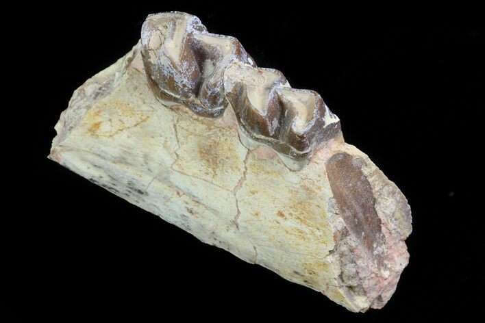 Hyracodon (Running Rhino) Jaw Section - South Dakota #80150